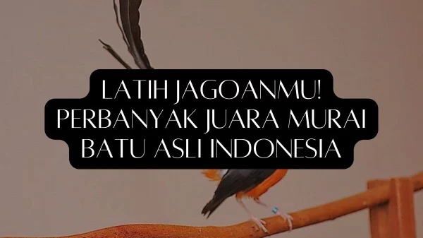 Latih Jagoanmu Perbanyak Juara Murai Batu Asli Indonesia