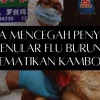 Cara Mencegah Penyakit Menular Flu Burung Mematikan Kamboja